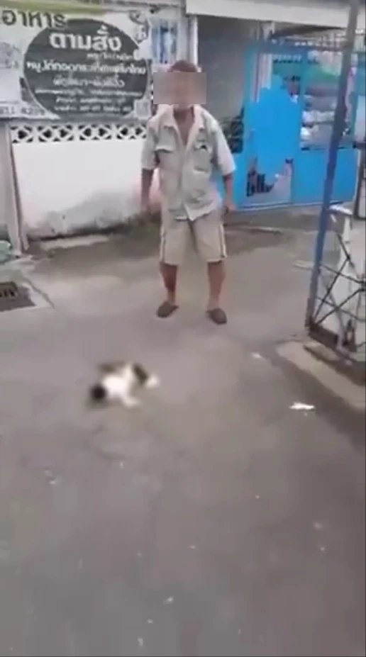 ภาพลุงข้างบ้านทำร้ายแมวเด็ก สร้างความสะเทือนใจให้กับ ทาสแมว อย่างยิ่ง