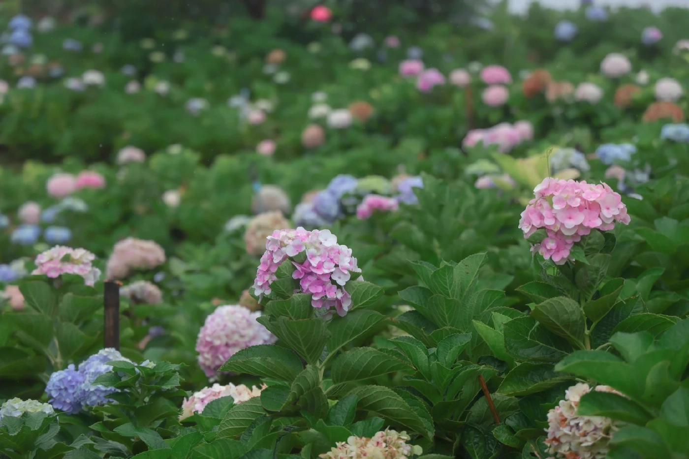 Kuv Niam Hydenyia กู๋เนียร์ ไฮเดรนเยีย