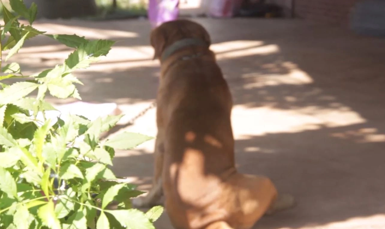 อีกราย! หนุ่มอุดร วัย 47 ปี ถูกสุนัขพิตบูลเพื่อนบ้าน รุมขย้ำดับ