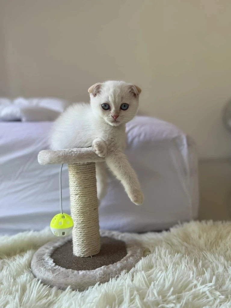 ทาสแมวสุดเศร้า แฟนคลับสุดช็อก หลังทราบข่าว "บักโส" กลับดาวแมวแล้ว 