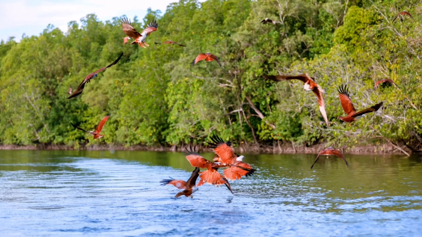 ชาว จ.ตรัง จัดกิจกรรมล่องเรือดูฝูงเหยี่ยว-นกอินทรี อย่างใกล้ชิด