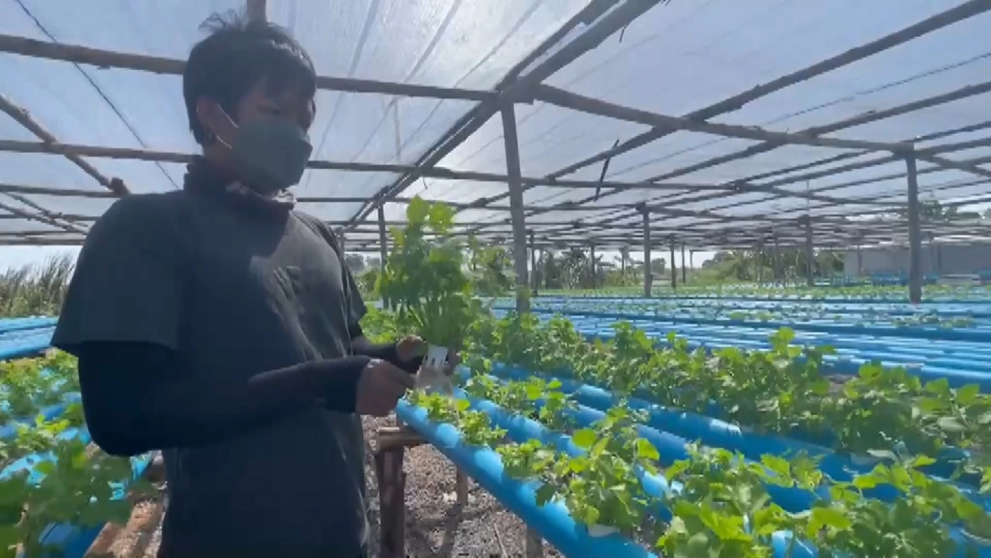 หนุ่มทดลองปลูก “ตั้งโอ๋” ไฮโดรโปนิกส์ ลองผิดลองถูกจนสำเร็จสร้างรายได้