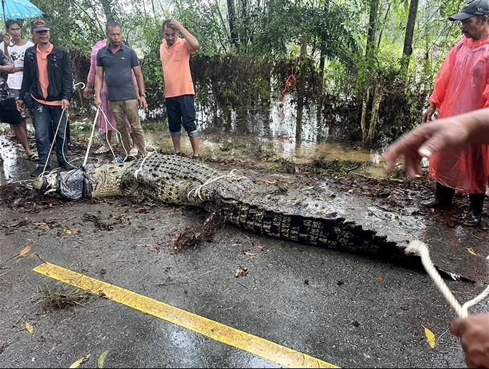 ชาวบ้านตะลึง! ไอ้เข้น้ำเค็มยักษ์โผล่ริมถนนท่าชนะ หลังฝนถล่มหนัก (มีคลิป)