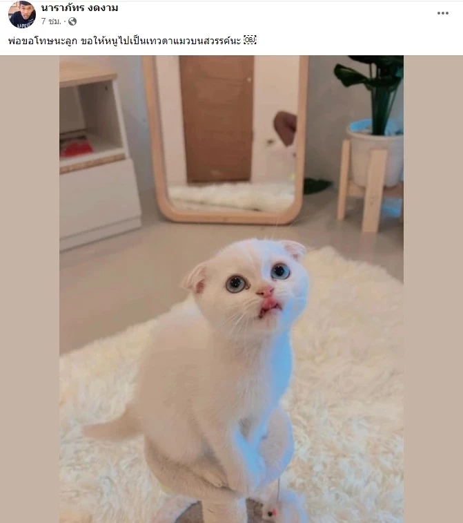 ทาสแมวสุดเศร้า แฟนคลับสุดช็อก หลังทราบข่าว "บักโส" กลับดาวแมวแล้ว 