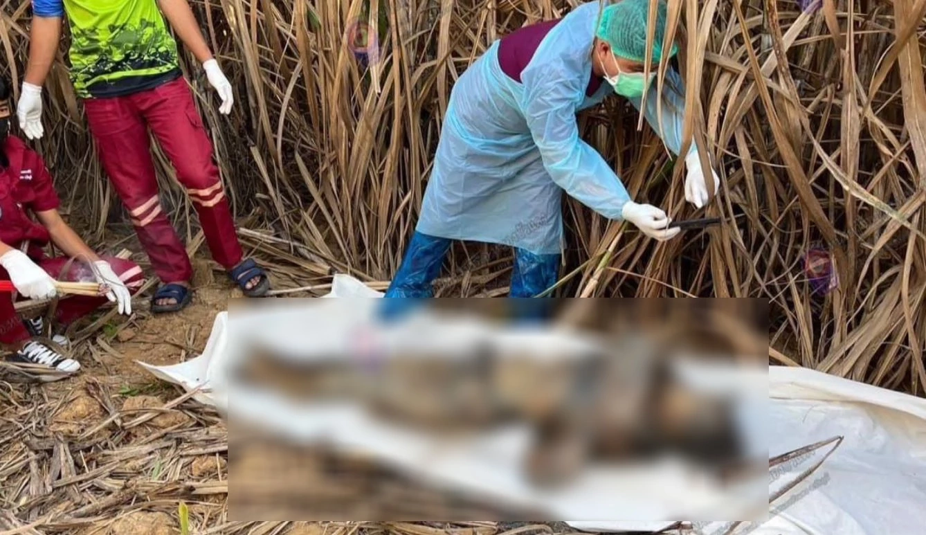 สยอง! สาวใหญ่ถูกฆ่าเปลือยยัดกระสอบ ทิ้งศพกลางไร่อ้อย