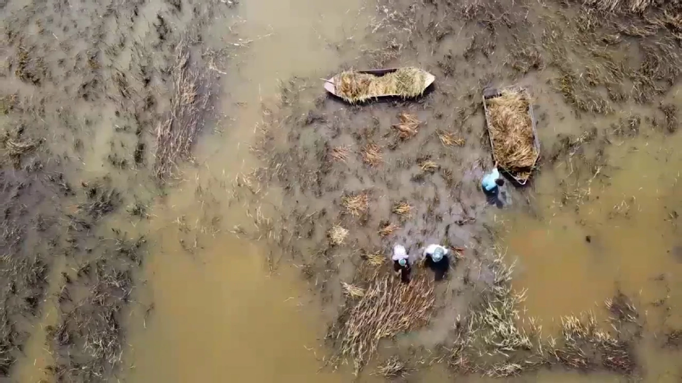 พลิกวิกฤตน้ำท่วม พายเรือเกี่ยวข้าวให้ “เป็ด” กิน ช่วยลดต้นทุนอาหาร