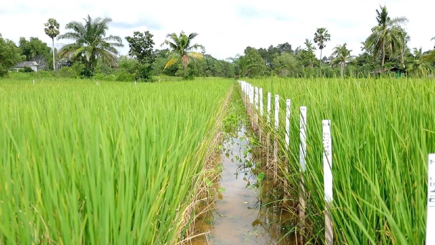 ศูนย์วิจัยข้าวพัทลุง ส่งเสริมชาวนา พัฒนารักษาพันธุ์ข้าวพื้นเมืองภาคใต้