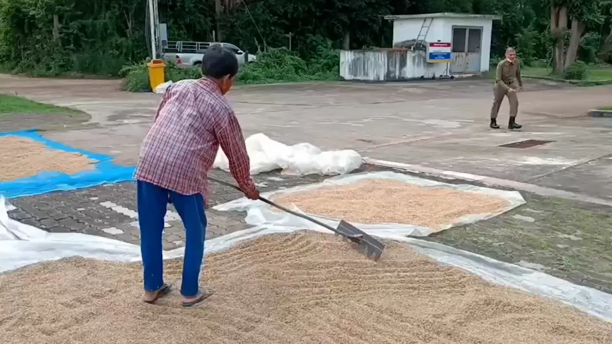 ตำรวจอาสาเฝ้าให้ เปิดโรงพักให้ชาวนา “ตากข้าว” ฟรี