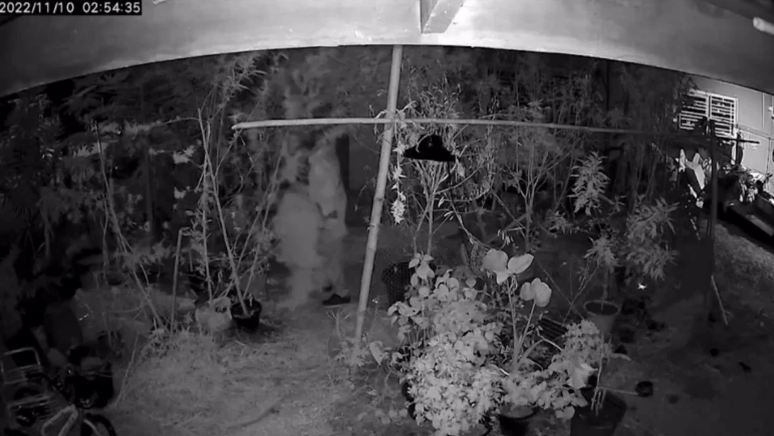 ภาพวงจรปิด ขณะผู้เสียชีวิตกำลังขโขมยหักยอดกัญชา