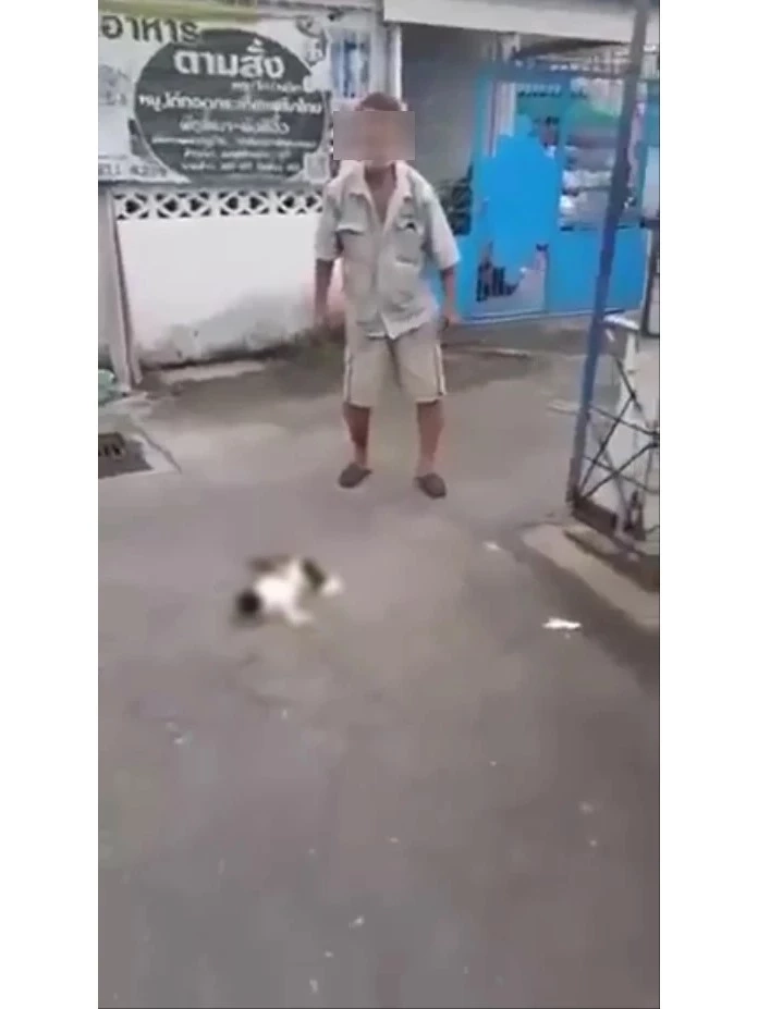 สภาพน้องแมวหลังถูกจับฟาด