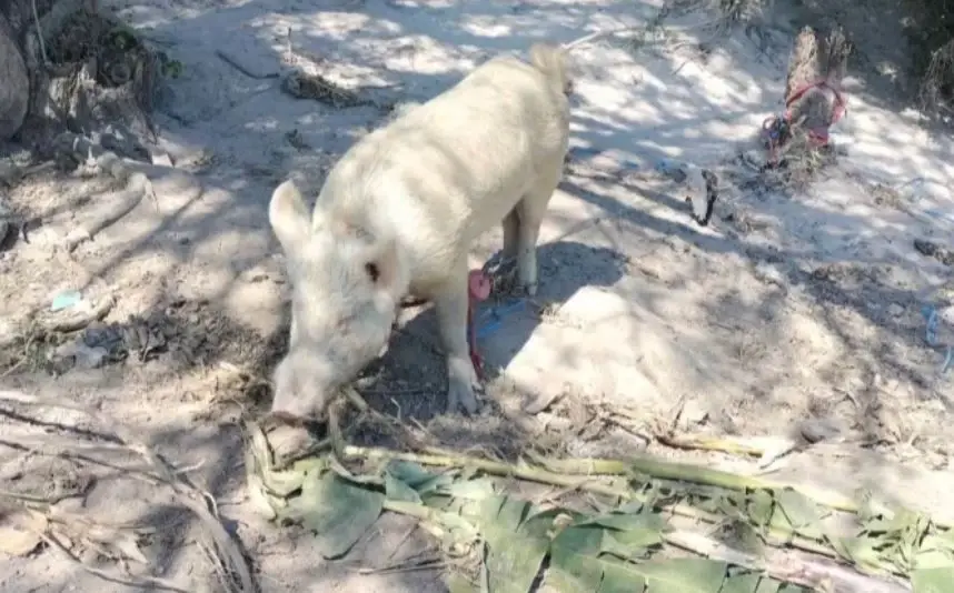 หนุ่มหวังดี จะทำทานก่อนปีใหม่-เอาหยวกกล้วยให้หมูกิน โดนขวิดขาอาการสาหัส