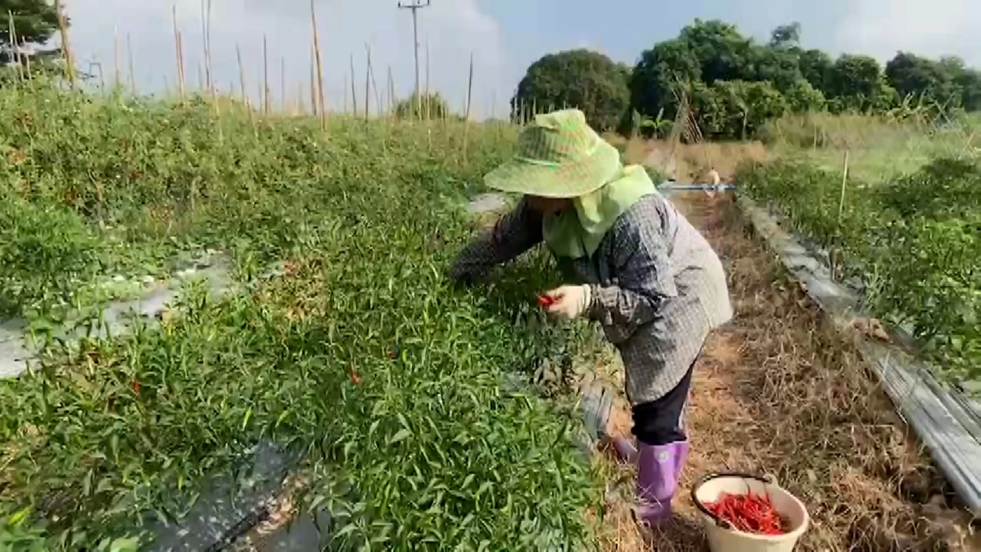อดีตสาวโรงงานปลื้ม หลังผันตัวปลูกมะเขือเทศราชินี สวนผสมขายสร้างรายได้งาม