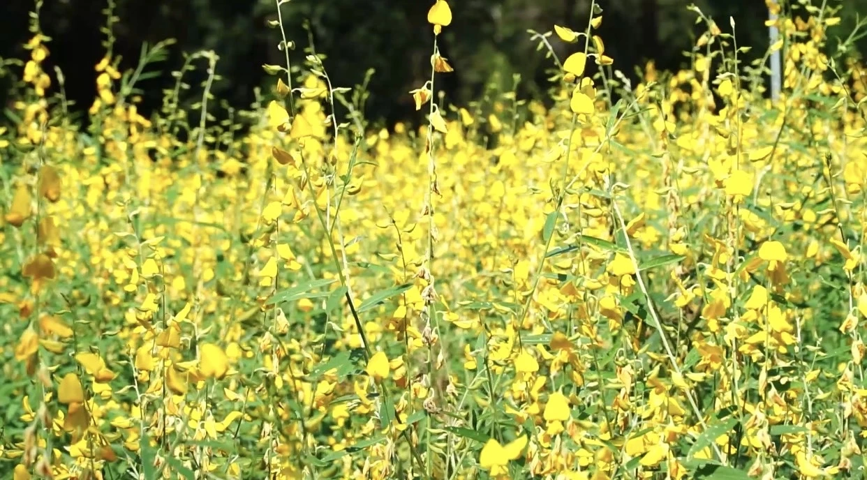 หนาวแล้ว! นักท่องเที่ยวแห่ชม ดอกไม้เมืองเหนือคึกคัก