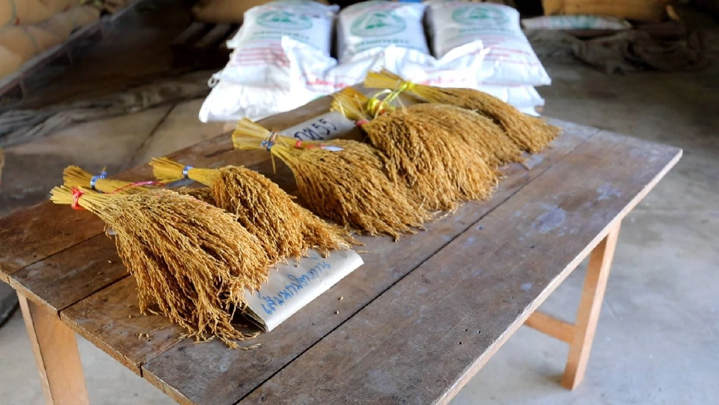 ศูนย์วิจัยข้าวพัทลุง ส่งเสริมชาวนา พัฒนารักษาพันธุ์ข้าวพื้นเมืองภาคใต้