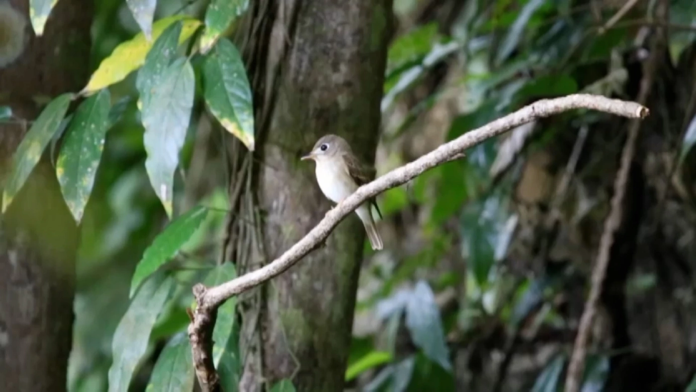 ชวนส่องนกอพยพหนีหนาวมาจากซีกโลกเหนือ ในเขตห้ามล่าสัตว์ป่าฯ