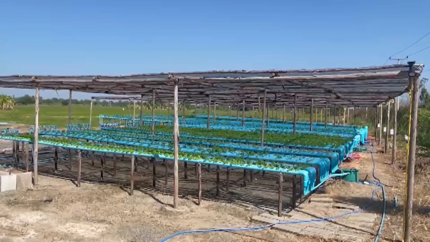 หนุ่มทดลองปลูก “ตั้งโอ๋” ไฮโดรโปนิกส์ ลองผิดลองถูกจนสำเร็จสร้างรายได้