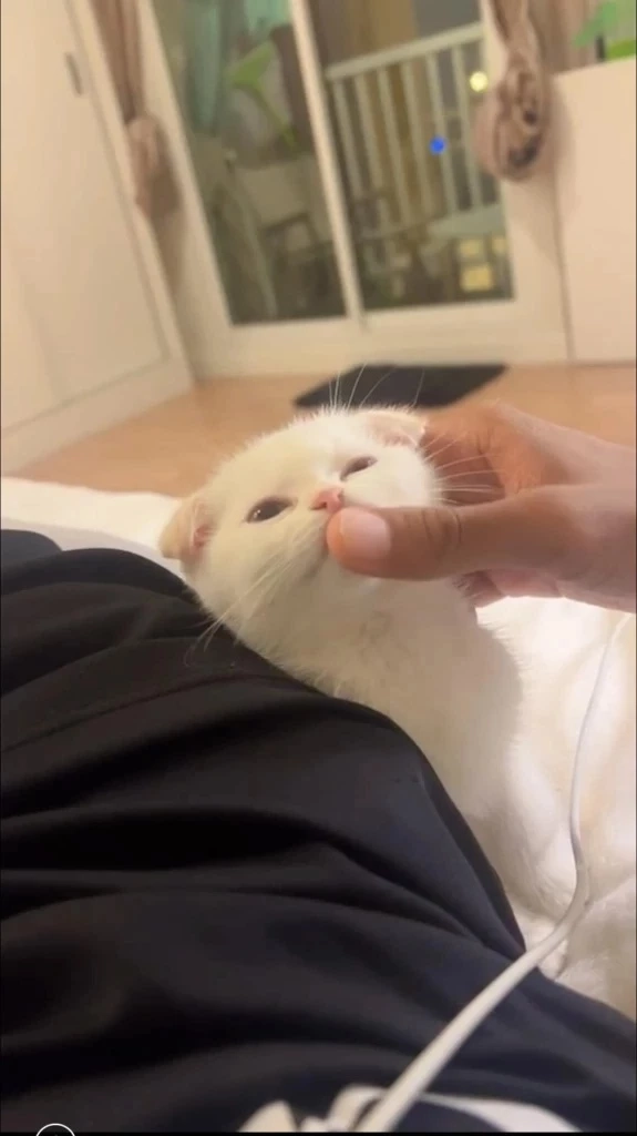 ทาสแมวสุดเศร้า แฟนคลับสุดช็อก หลังทราบข่าว "บักโส" กลับดาวแมวแล้ว 