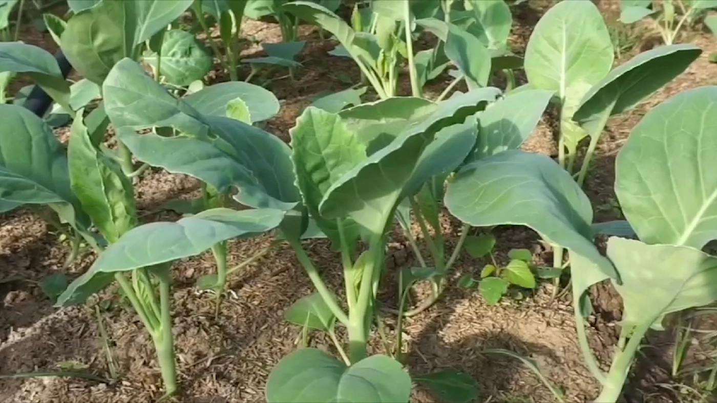 สวนผักเกษตรอินทรีย์ผลผลิตดี ซื้อง่าย-ขายคล่อง