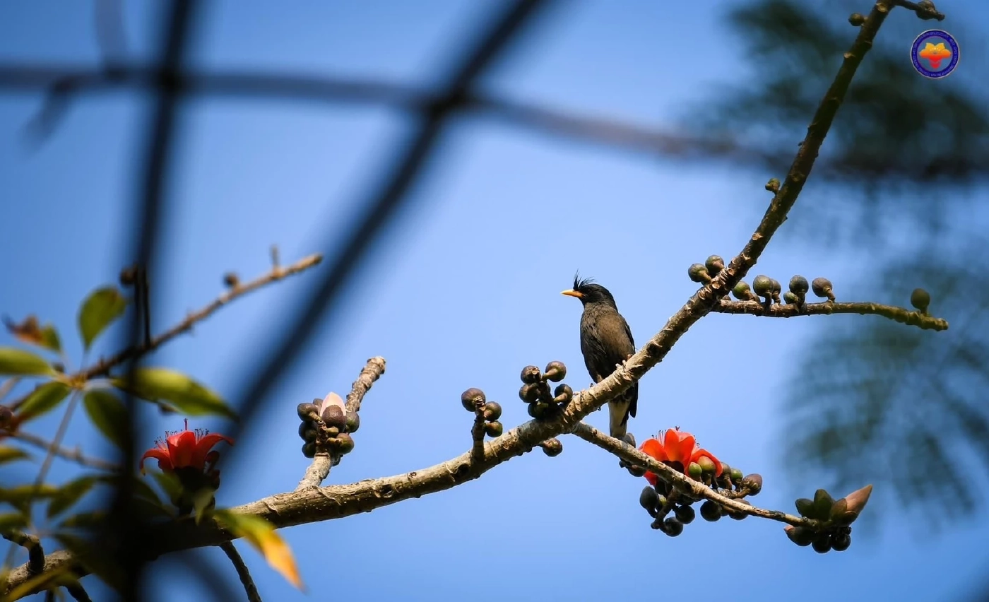 เชิญชวนม่วนจอยร่วมงาน "เทศกาลดอกงิ้วบาน" ครั้งที่ 20 ณ เขตเศรษฐกิจพิเศษสามเหลี่ยมทองคำ