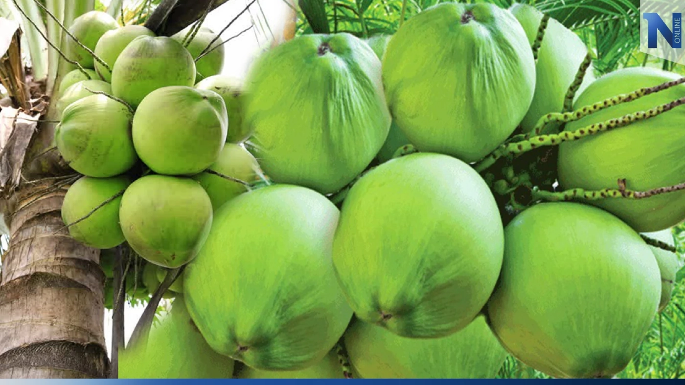 น้ำมะพร้าวอ่อน เครื่องดื่มเพื่อสุขภาพจากธรรมชาติ ดีต่อร่างกาย ดีขนาดไหนต้องอ่าน