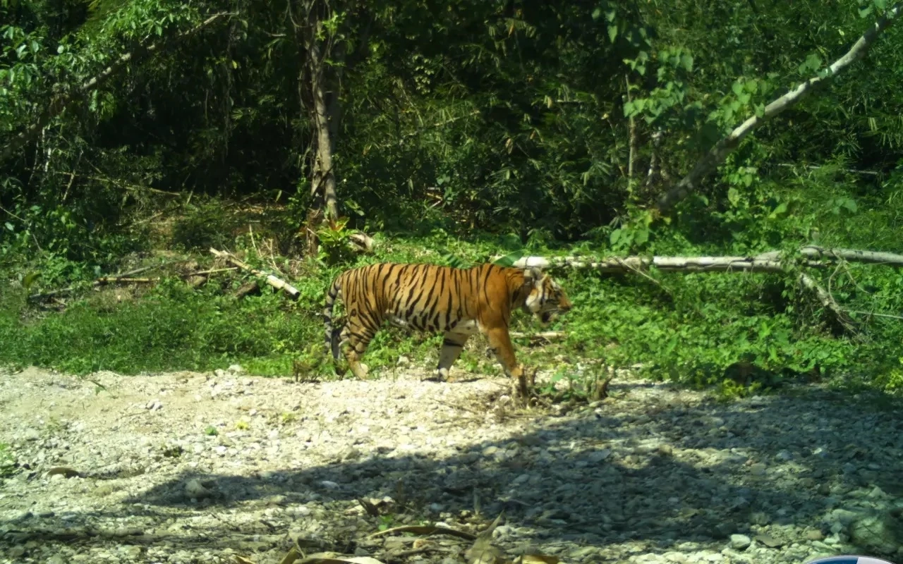 สุดเศร้า สิ้น "เสือโคร่งวิจิตร" เสือโคร่งหนุ่มจากห้วยขาแข้ง พบบาดแผลเต็มตัว