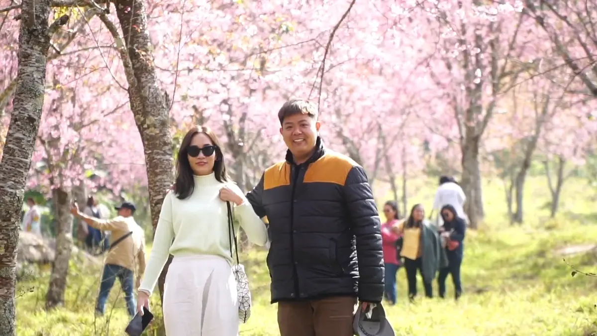 ใส่ยูกาตะเดินเที่ยว ชมซากุระเมืองไทย ไม่ต้องไปไกลถึงญี่ปุ่น