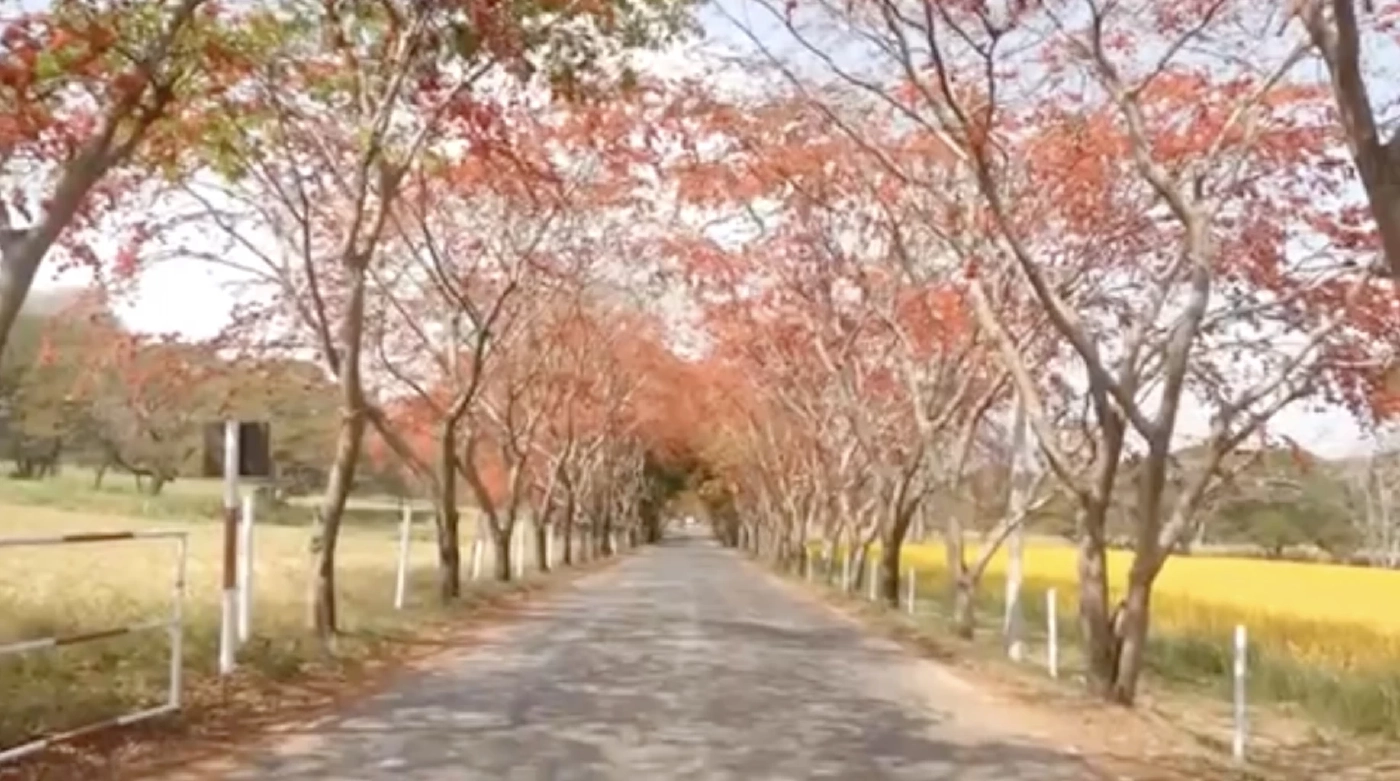 สายเที่ยวห้ามพลาด เตรียมกล้องถ่ายรูปกับทุ่งดอกปอเทือง อุโมงค์ประดู่แดง