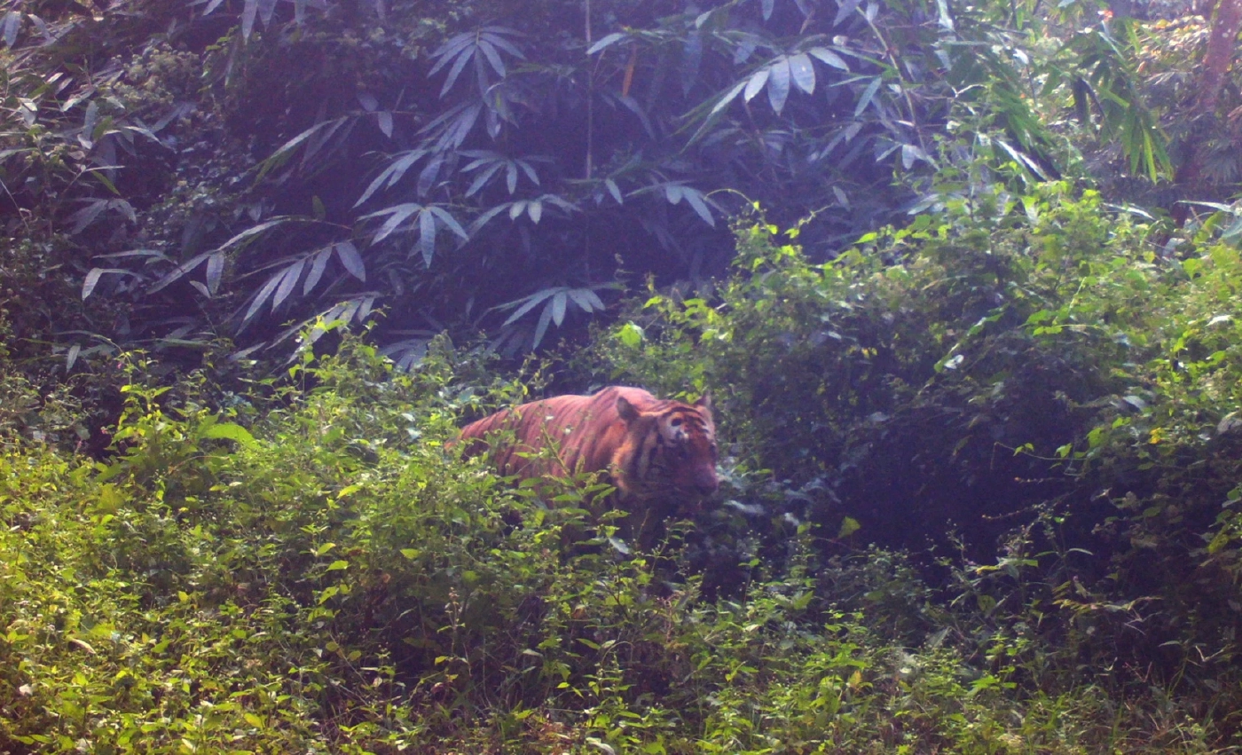 ฮือฮา! พบสัตว์ป่าเพิ่มจำนวน ในที่ดินกรมธนารักษ์ เมืองกาญจนบุรี