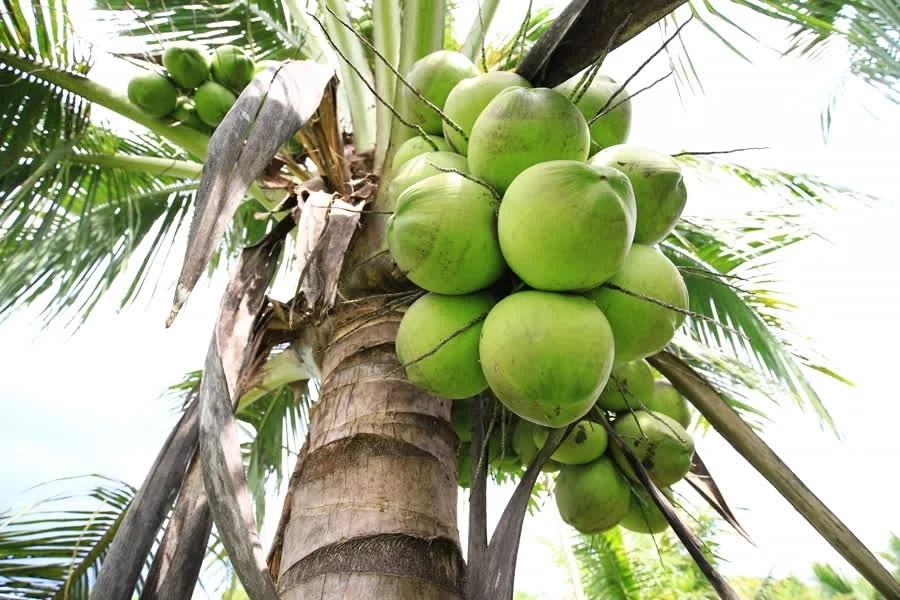 น้ำมะพร้าวอ่อน เครื่องดื่มเพื่อสุขภาพจากธรรมชาติ ดีต่อร่างกาย ดีขนาดไหนต้องอ่าน