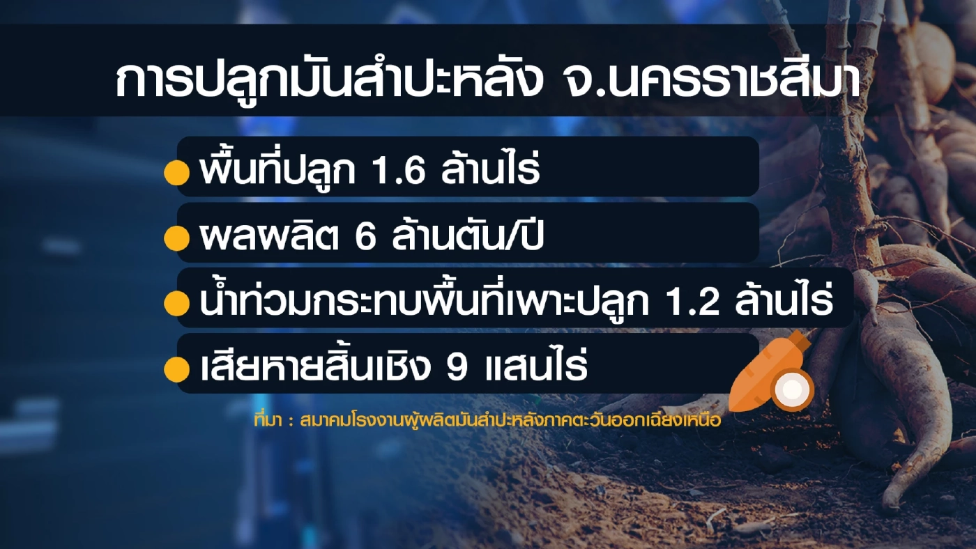 ออเดอร์จีนทะลัก ดัน 'มันสำปะหลัง' ราคาพุ่ง 3 บาท/กก.