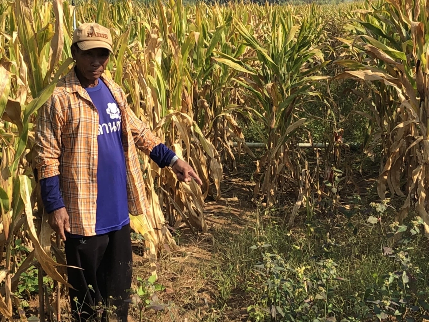 โจรแสบ ขโมยตัดต้นข้าวโพดในไร่ 3 หมู่บ้าน เกษตรกรต้องใช้รถลาดตระเวนเฝ้าระวัง