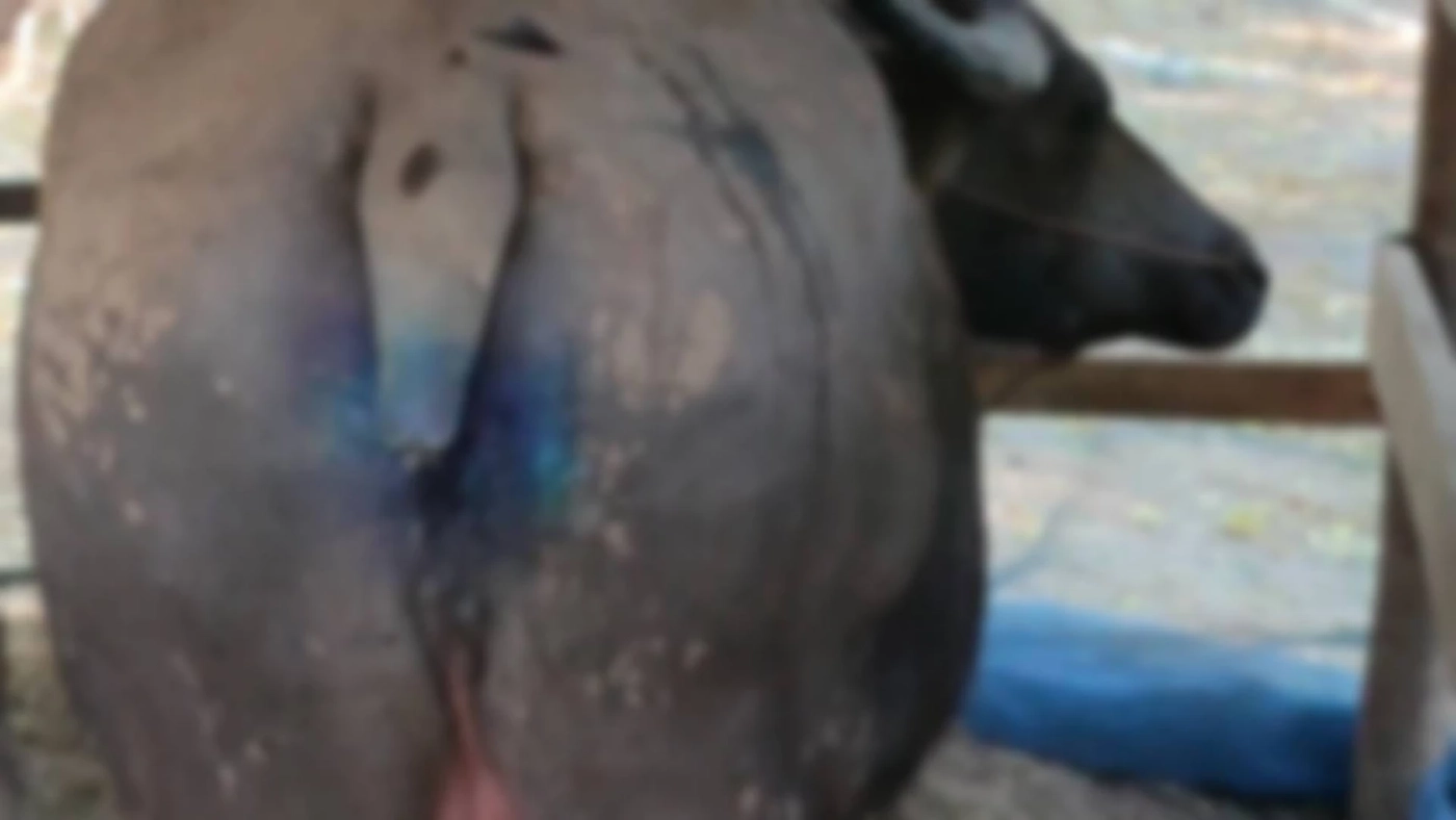 ควายที่ถูกผู้ก่อเหตุตัดหาง