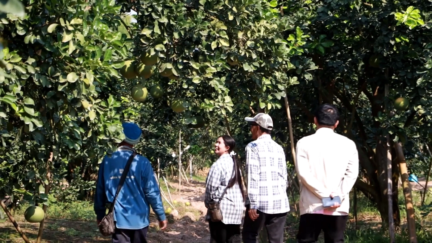 เกษตรกรแฮปปี้ ตรุษจีนนี้ ยอดขาย “ส้มโอท่าข่อย” พุ่งสูง