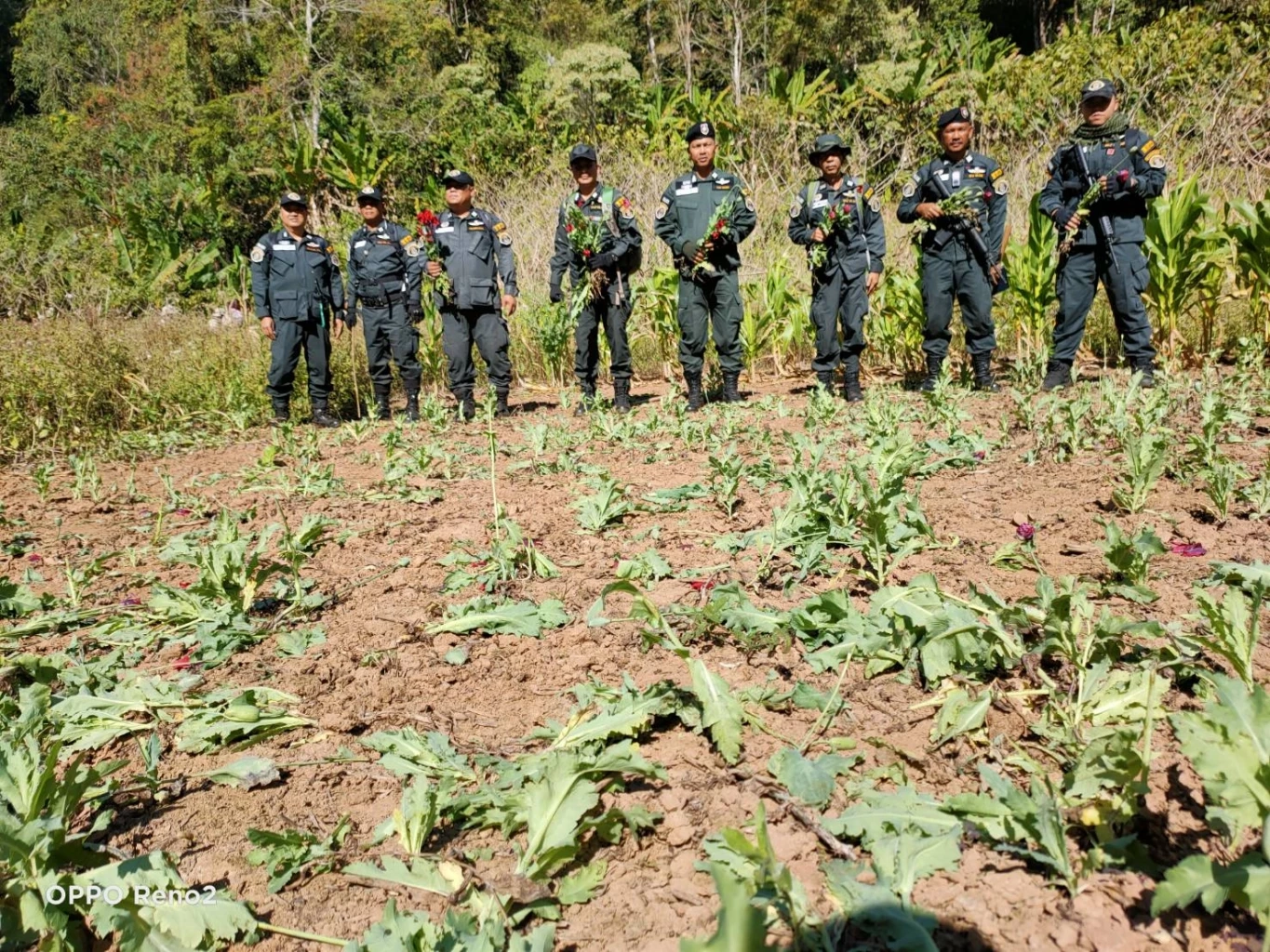 ตร.บุกตัดทำลายไร่ฝิ่น ปลูกเย้ยกฎหมายในป่าสงวนฯ กลางหุบเขาชายแดนเมียนมา
