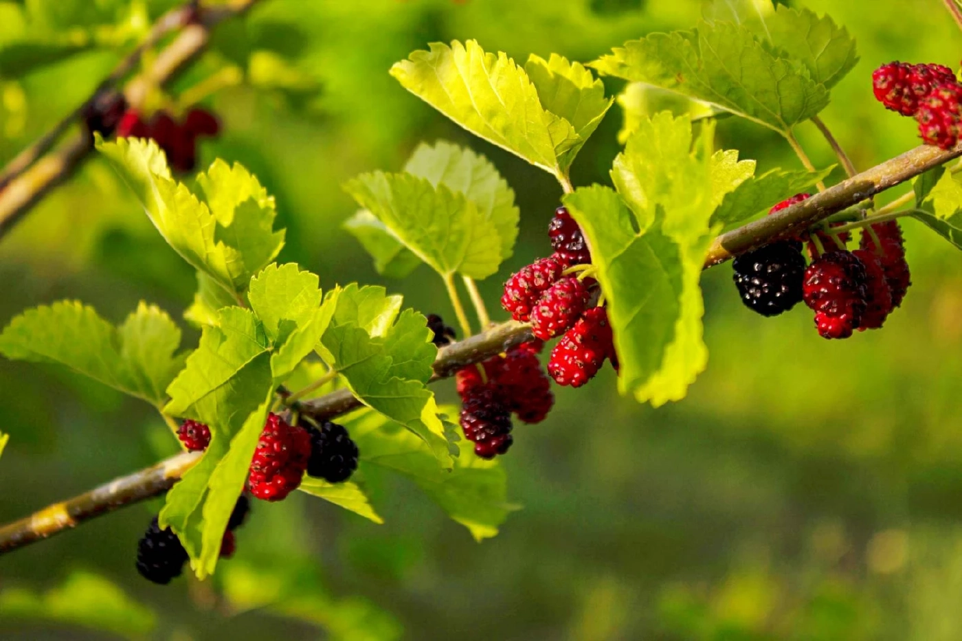 เปิดลิสต์รายชื่อผลไม้ที่มีส่วนช่วยต้านโรคมะเร็ง