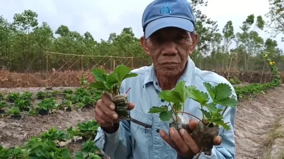 เปลี่ยนที่นาปลูกสตรอว์เบอร์รีในเขตร้อนชื้น เป็นเจ้าแรกของ อ.กบินทร์บุรี