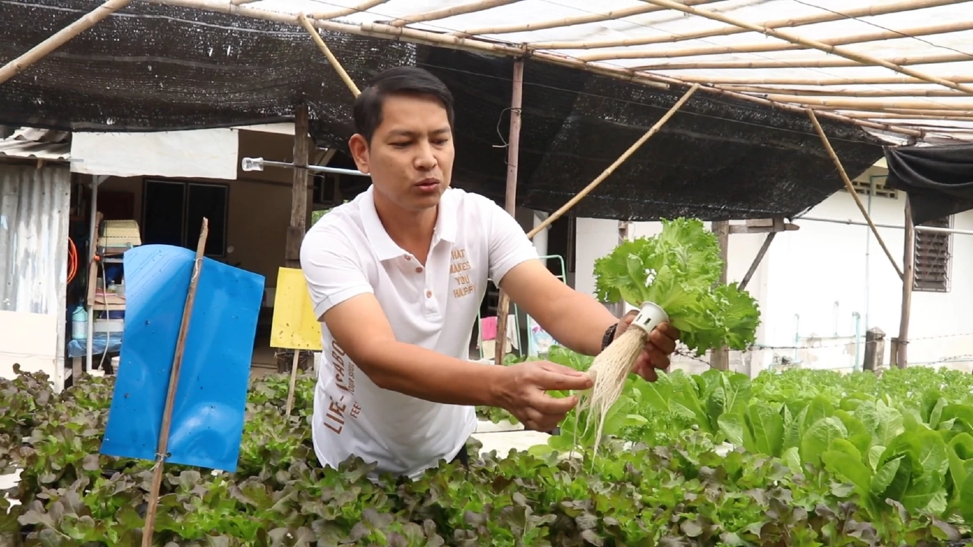 สร้างรายได้เสริมง่ายๆ ปลูกผักไฮโดรโปนิกส์ข้างบ้าน เหมาะกับคนเวลาน้อย