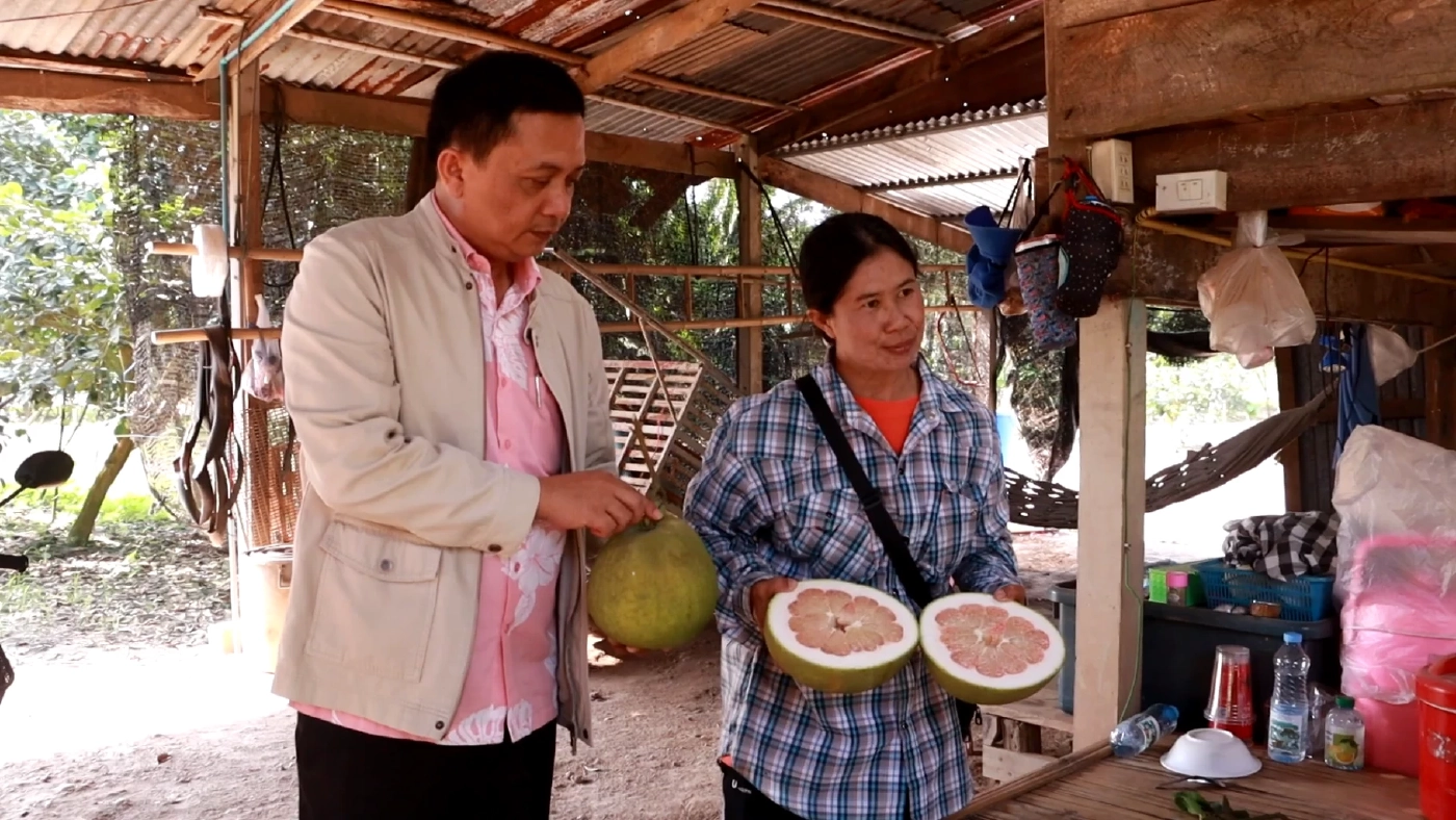 เกษตรกรแฮปปี้ ตรุษจีนนี้ ยอดขาย “ส้มโอท่าข่อย” พุ่งสูง