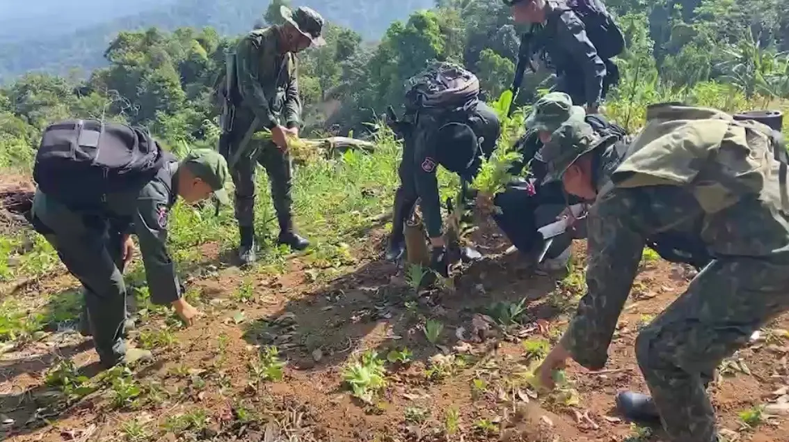 น่านเปิดยุทธการตัดทำลายไร่ฝิ่น ในพื้นที่ อ.ท่าวังผา
