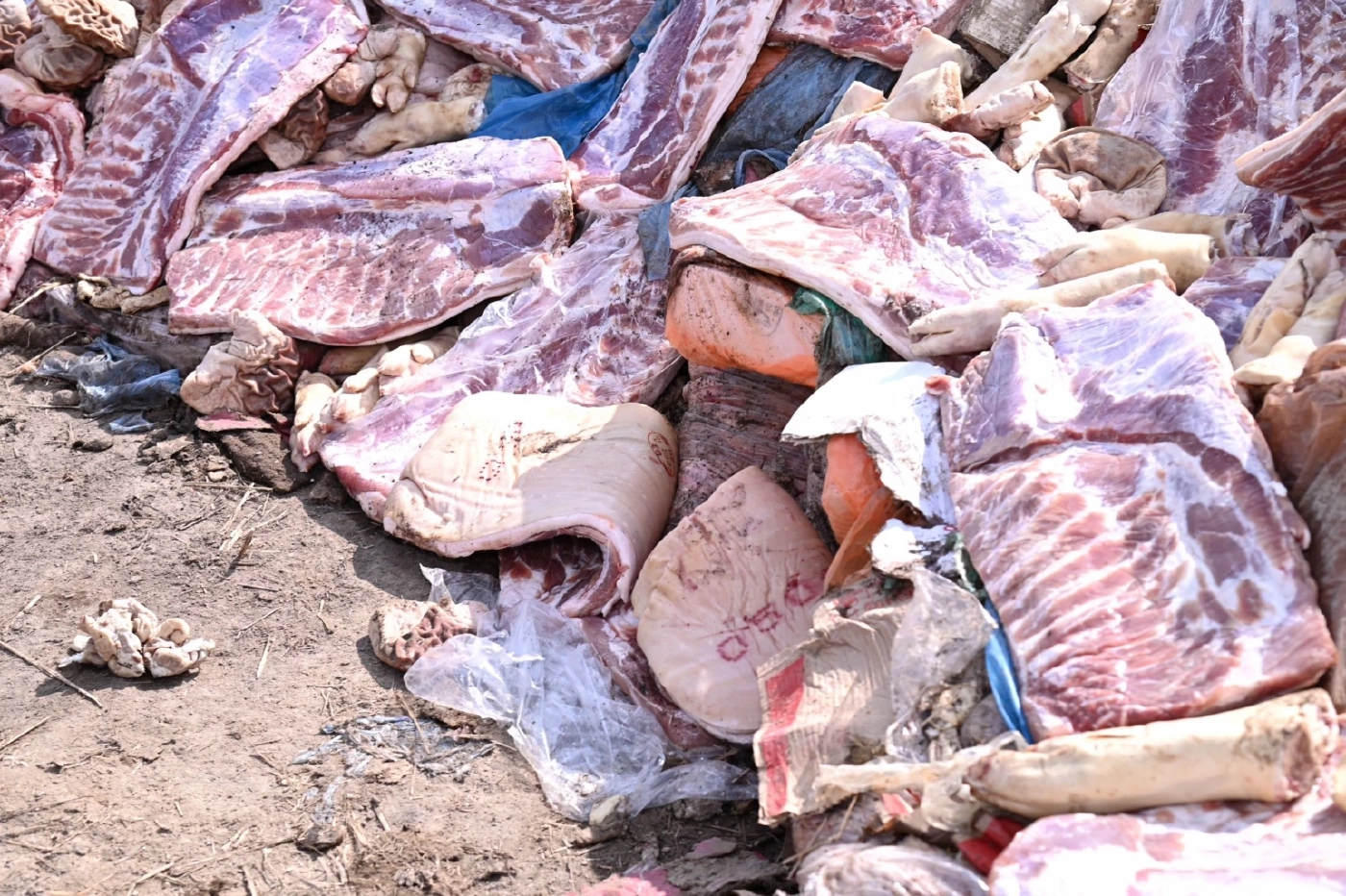 ก.เกษตรฯ ฝังทำลายหมูเถื่อน 7 แสนกก. สูงสุดเป็นประวัติการณ์