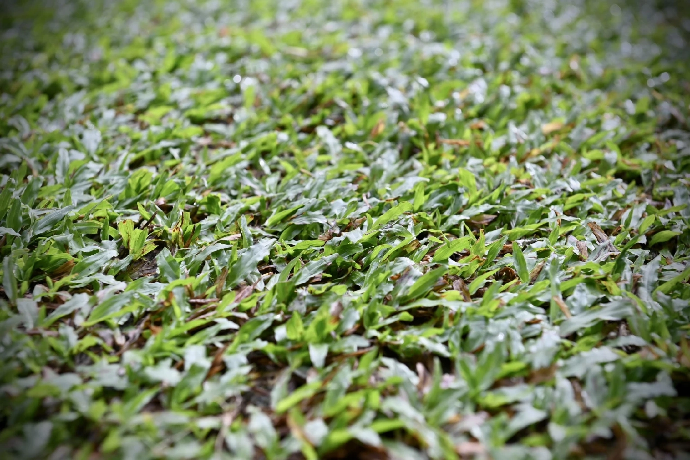 รู้จัก "บูกิต จาลิล" สังเวียนที่ "ทีมชาติไทย" รอวันทำลายอาถรรพ์