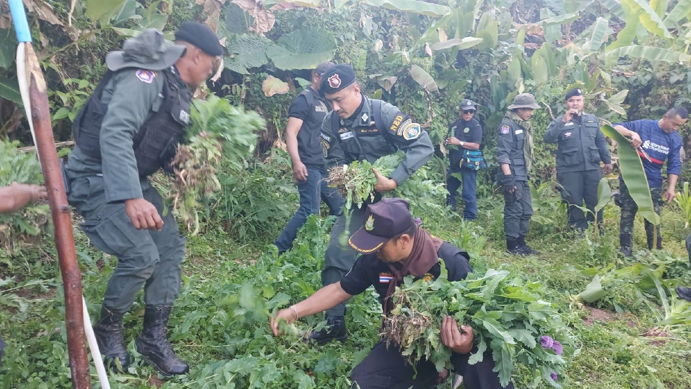 ตชด.บุกทำลายไร่ฝิ่นที่เพชรบูรณ์ ชาวบ้านแอบปลูกในหุบเขาภูทับเบิก