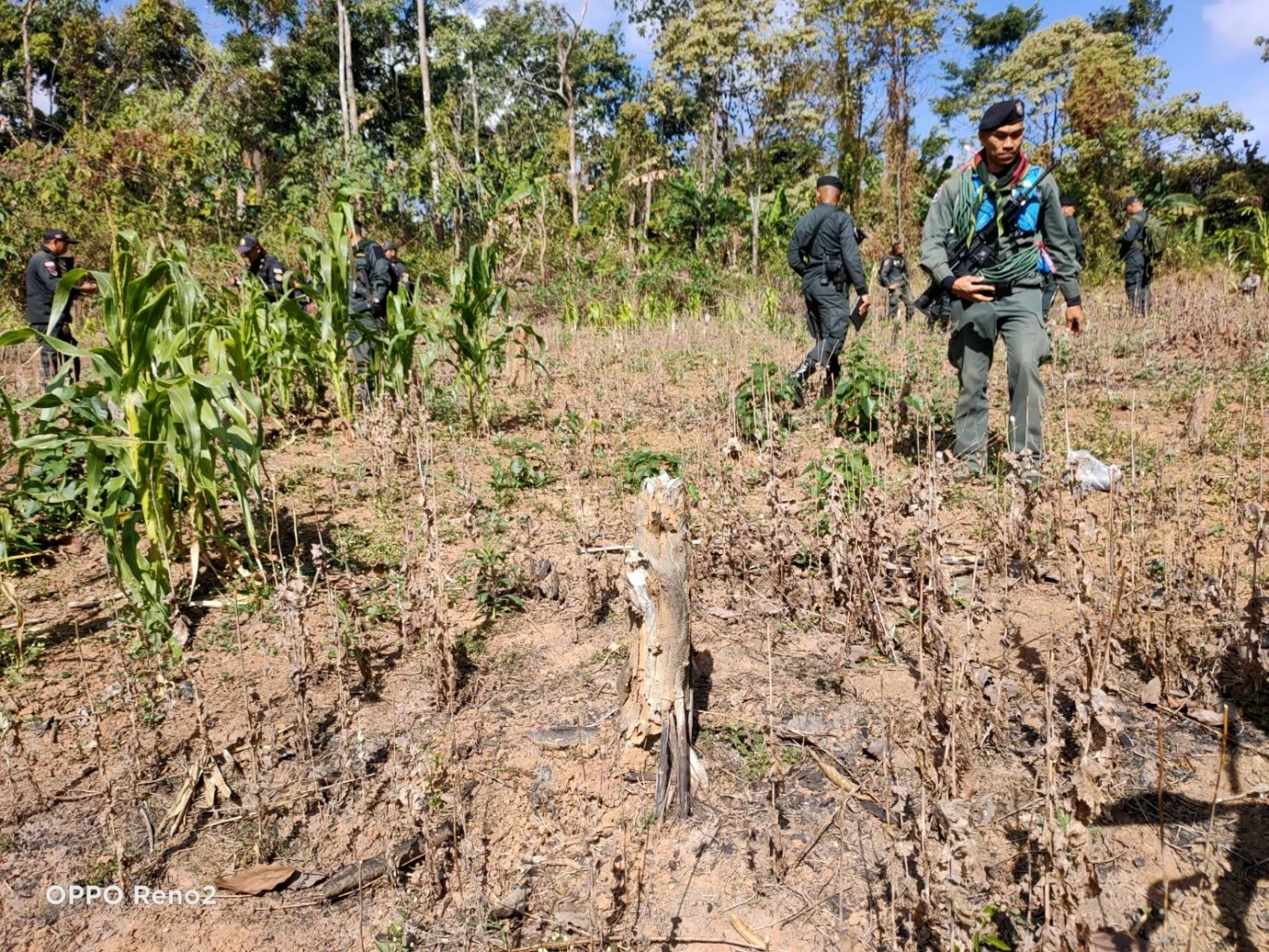 ตร.บุกตัดทำลายไร่ฝิ่น ปลูกเย้ยกฎหมายในป่าสงวนฯ กลางหุบเขาชายแดนเมียนมา