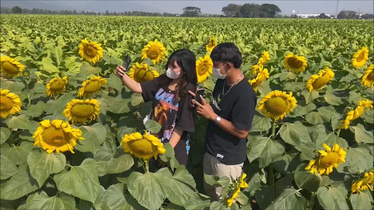 นักท่องเที่ยวแห่เซลฟี่ทุ่งทานตะวัน จุดเช็กอินใหม่อุทยานถ้ำหลวง