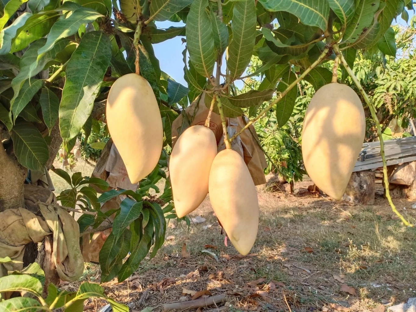 ดัน “มะม่วงน้ำดอกไม้สีทอง” ขึ้นทะเบียน GI ส่งออก ซอฟต์ พาวเวอร์ สู่ตลาดโลก