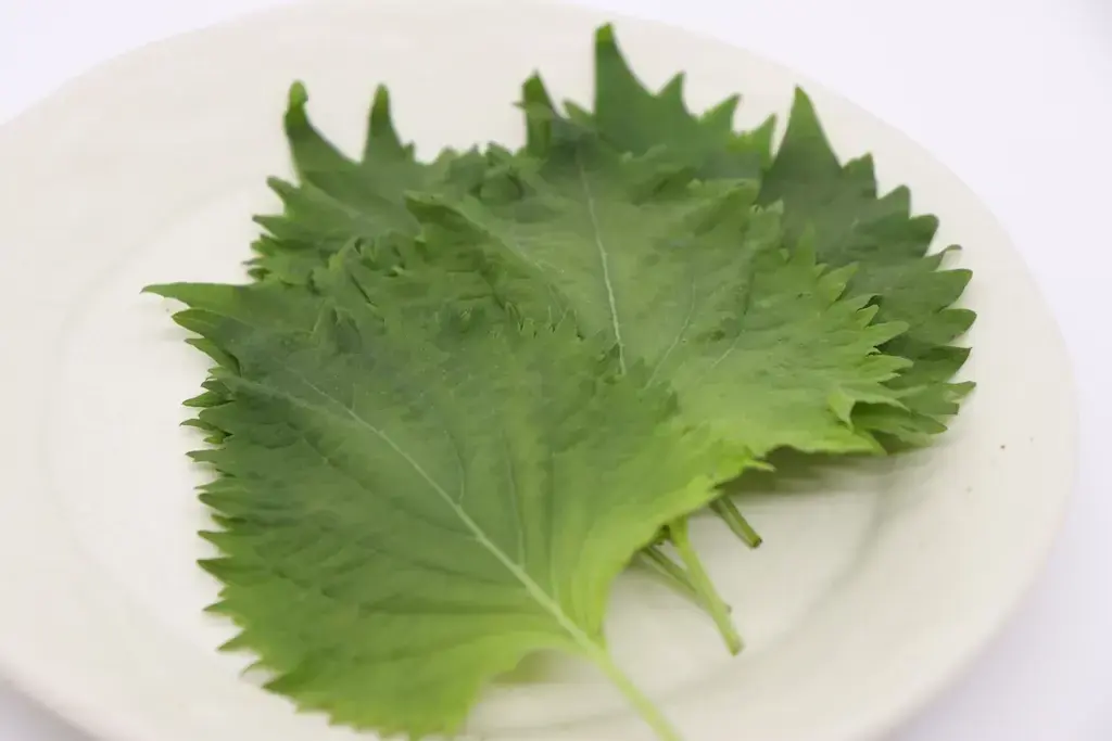 Shiso extract