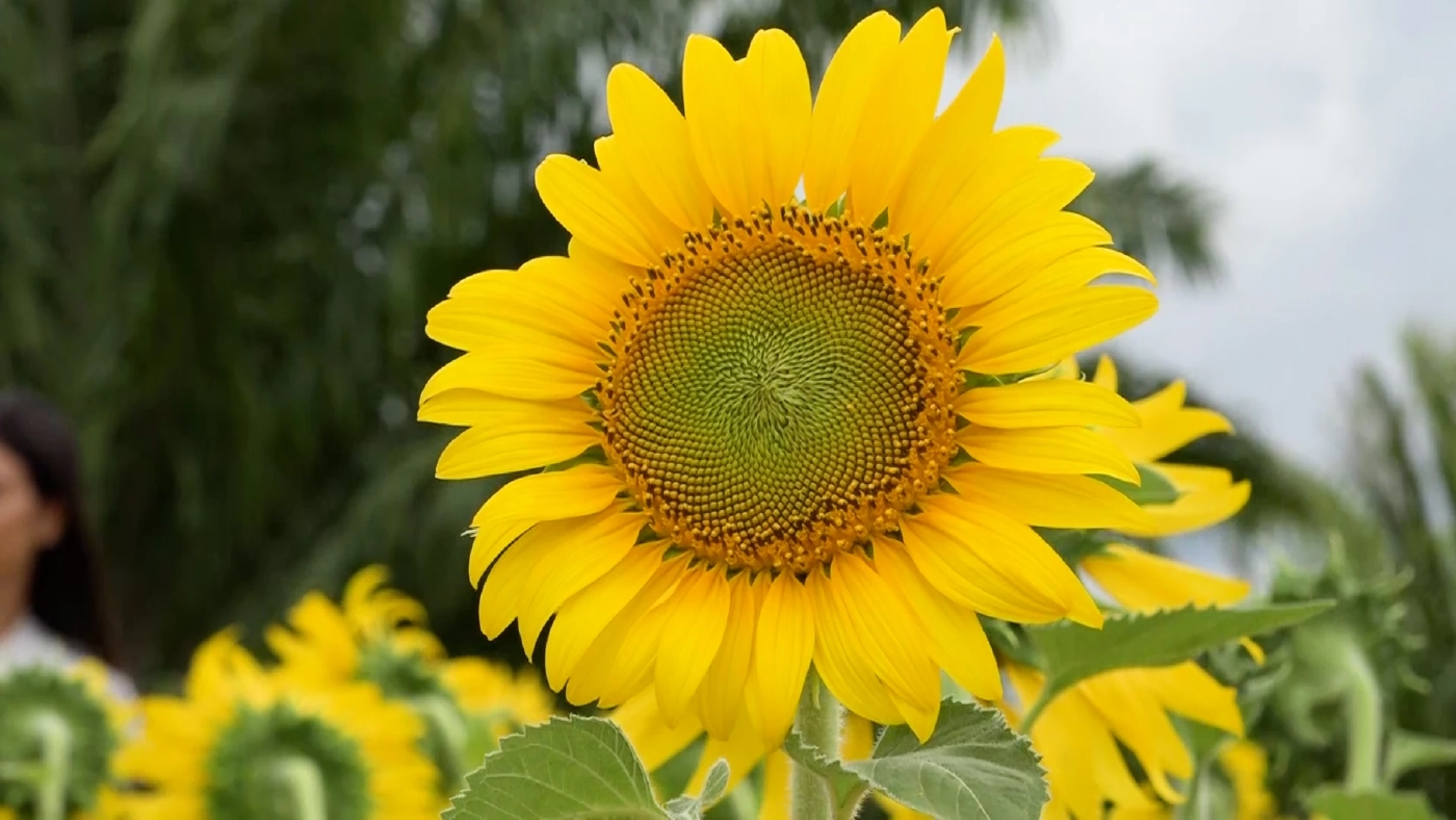 อดีตครูผันตัวเป็นเกษตรกร ทำสวนผสม ทุ่งทานตะวันจุดเช็คอินใหม่