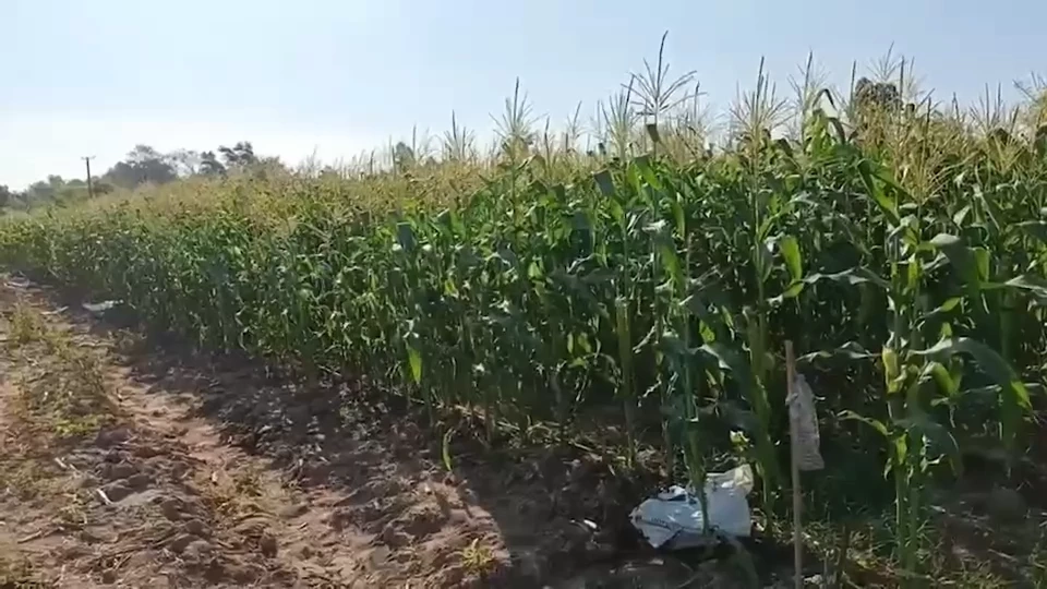 เปิดเส้นทางสร้างรายได้ ข้าวโพดเหนียวม่วงแต้มปลอดสาร ใส่ใจสุขภาพลูกค้า