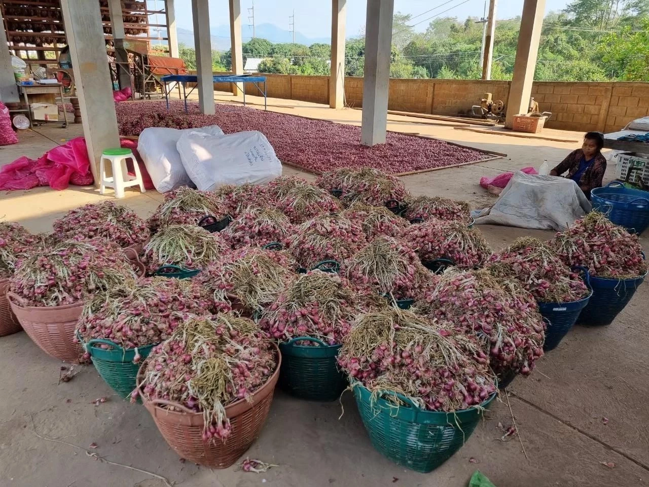 แก้ “พืชสามหัว” ล้นตลาด พาณิชย์ซื้อล่วงหน้า 2.28 หมื่นตันผ่าน“อมก๋อย โมเดล”