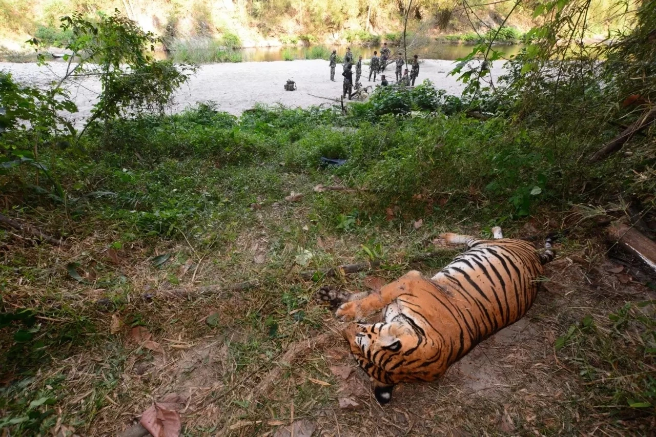 เมื่อพ่ายแพ้ " วิจิตร" ก็ต้องจากไป หลีกทางให้ผู้แข็งแรงกว่าได้สืบสายพันธุ์ตามกฎธรรมชาติ